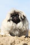 PEKINOIS 029